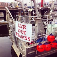 Spot Prawns