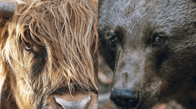 Bulls vs. bears: How to get the most out of opposing market predictions