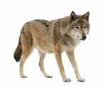 Banks Cry Wolf