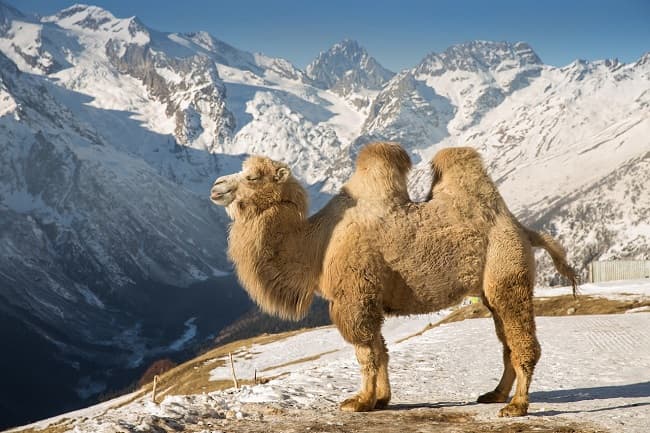 Saga of the Cariboo Camels
