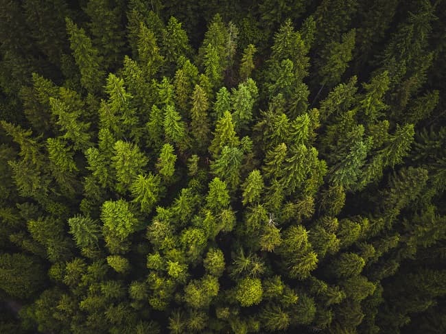 Steadyhand partners with Tree Canada to celebrate client referrals