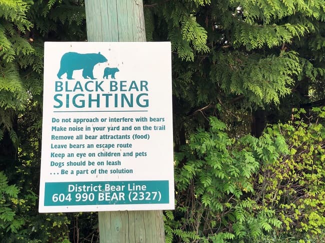 Bear sighting in the new economy