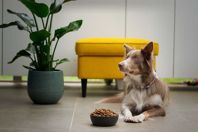 Dogfooding. It can do a company good