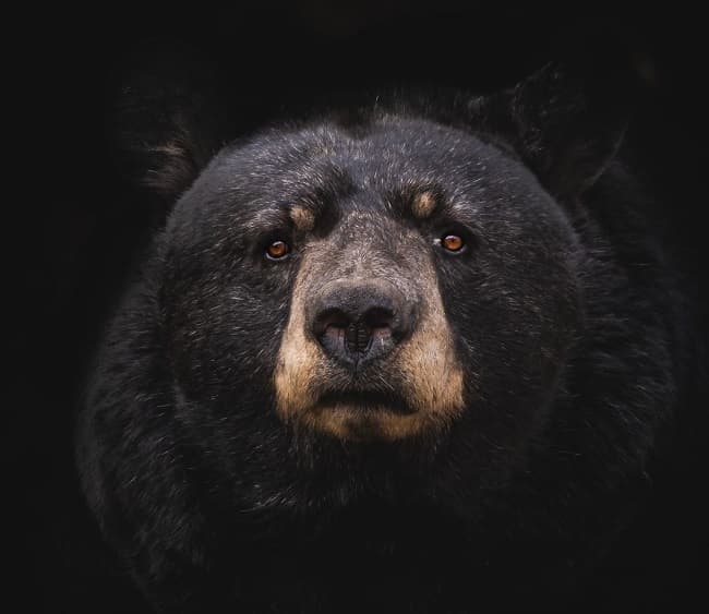 Things to watch for in a bear market